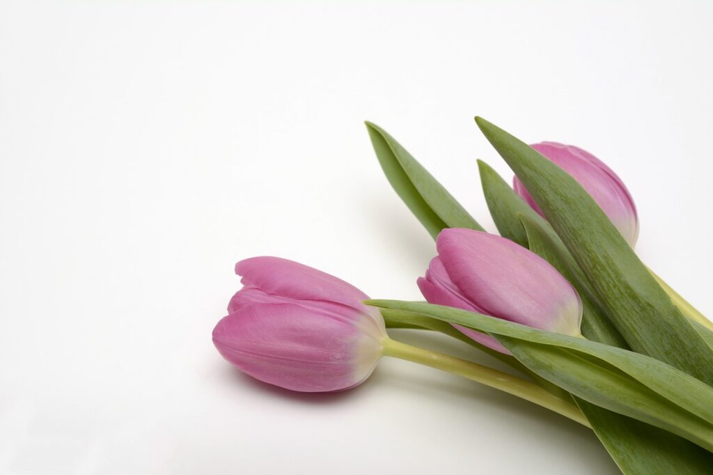 tulips, blossoms, spring-3102895.jpg